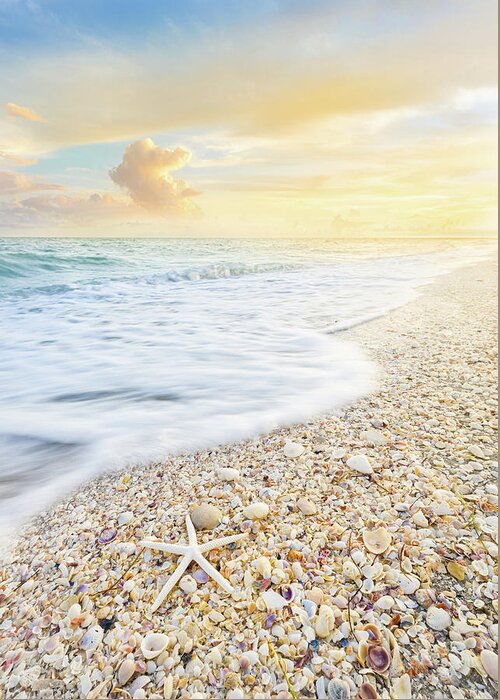 Starfish Greeting Card featuring the photograph Starfish And Seashells Sanibel Island Florida Sunset by Jordan Hill