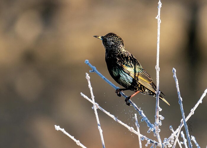 Starling Greeting Card featuring the photograph Starling in the winter sun by Judi Dressler