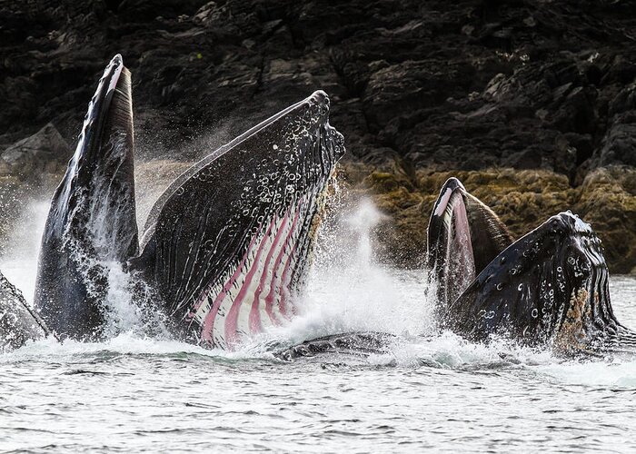 Whale Greeting Card featuring the photograph Stars n' Stripes by Michael Rauwolf