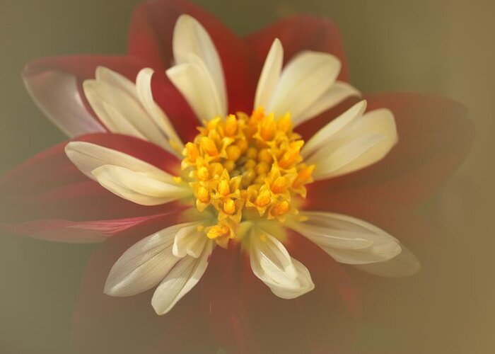 Starsister Dahlia Greeting Card featuring the photograph Starsister by Laurie Lago Rispoli