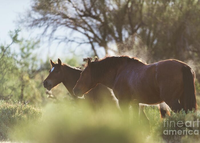 Stallion Greeting Card featuring the photograph Steaming by Shannon Hastings