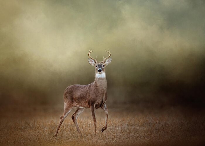 Deer Greeting Card featuring the photograph Stepping Out by Jai Johnson