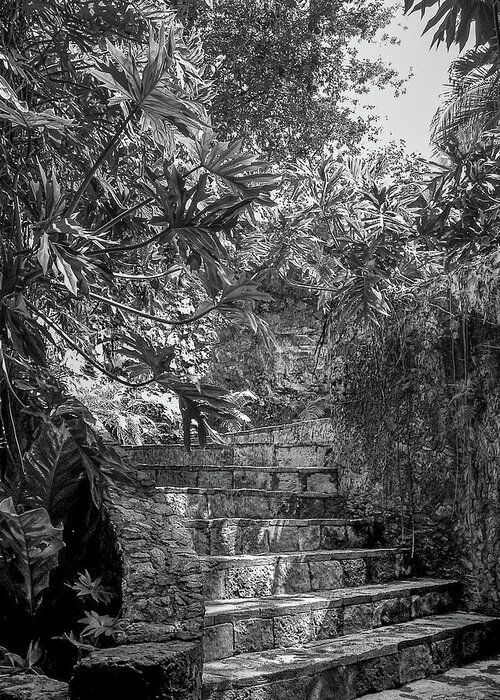 Chichen Itza Greeting Card featuring the photograph Steps Near Cenote Chichen Itza by Frank Mari