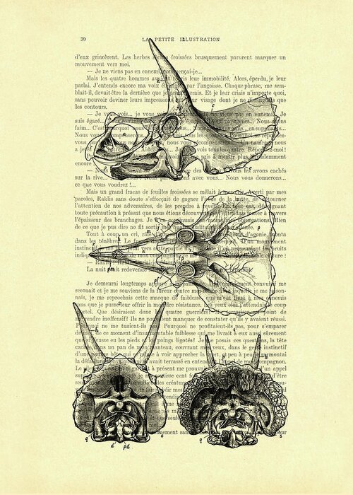 Sterrholophus Greeting Card featuring the mixed media Sterrholophus and Triceratops Skulls by Madame Memento