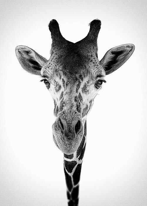 Giraffe Greeting Card featuring the digital art Sticking My Neck Out by Tom Gehrke