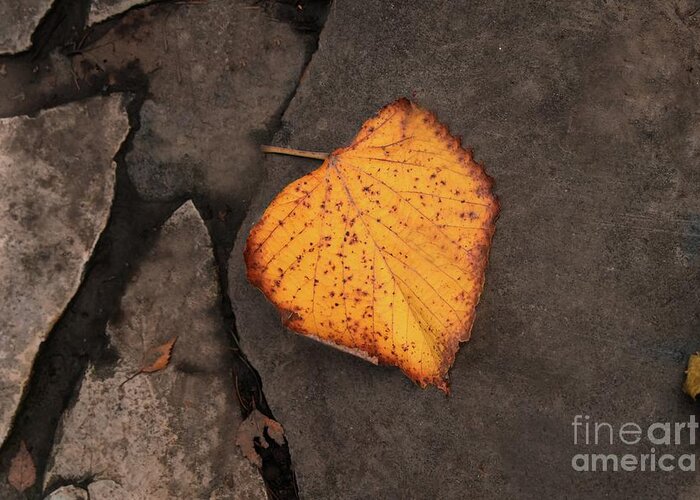 Nature Greeting Card featuring the photograph Still Life Autumn Leaf by Leonida Arte