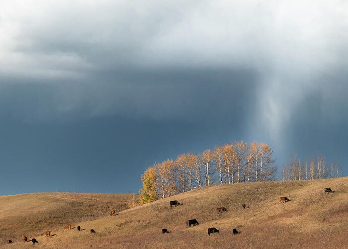 Pasture Greeting Card featuring the photograph Storm over an Alberta fall pasture by Karen Rispin