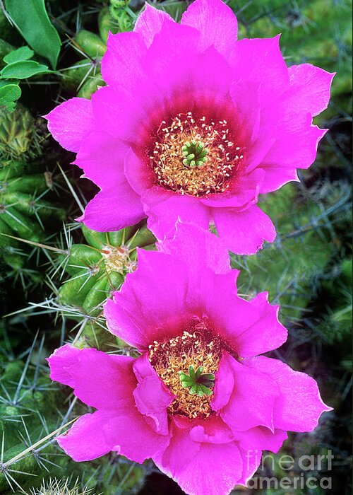 Dave Welling Greeting Card featuring the photograph Strawberry Cacti Echinocereus Enneacanthus Texa by Dave Welling
