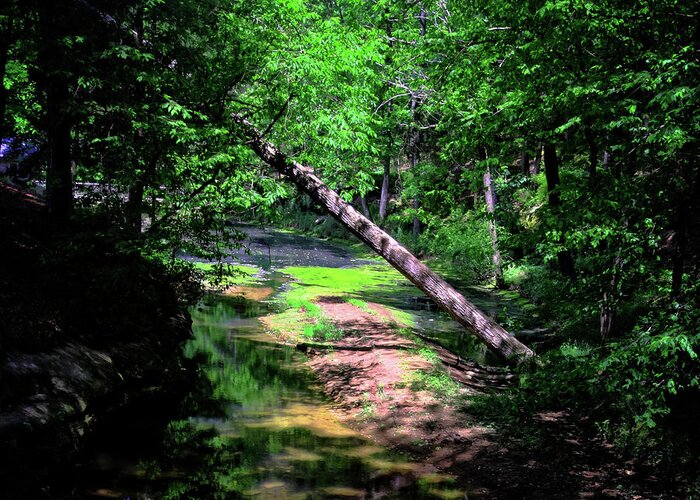 Forest Greeting Card featuring the photograph Stream Through the Woods by George Taylor