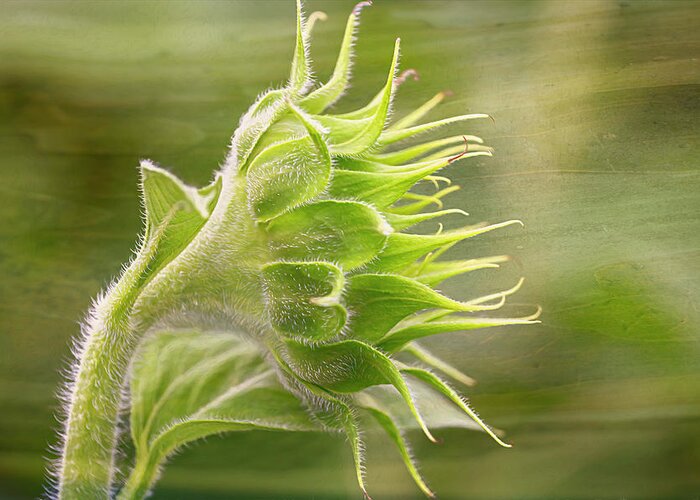Sunflower Greeting Card featuring the photograph Streaming Sunflower by Brad Mangas
