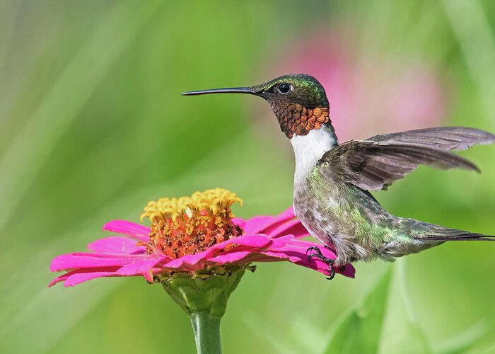 Ruby Throated Hummingbird Greeting Card featuring the photograph Strike a Pose by Linda Shannon Morgan