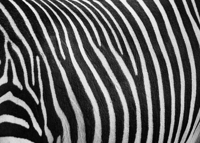 Zoo Boise Greeting Card featuring the photograph Stripes by Melissa Southern