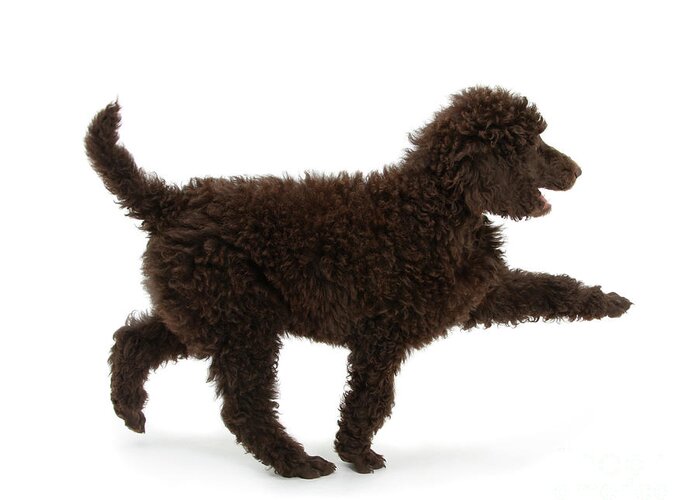 Standard Poodle Greeting Card featuring the photograph Strutting out Poodle by Warren Photographic