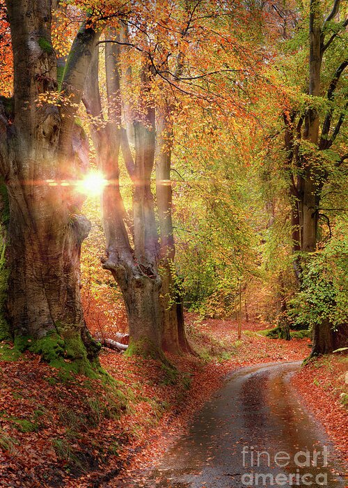 Autumn Greeting Card featuring the photograph Stunning autumn forest road at sunrise in Norfolk by Simon Bratt