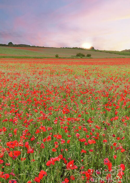 Norfolk Greeting Card featuring the photograph Norfolk poppy fields at sunrise in England by Simon Bratt