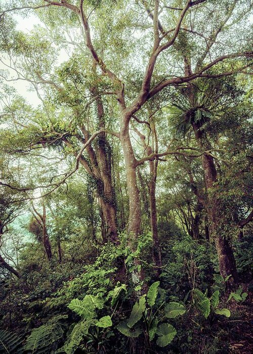 Forest Greeting Card featuring the photograph Subtropical Forest by Alexander Kunz