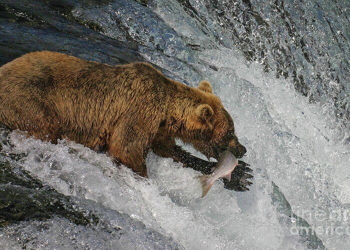 Brown Bear Grizzly Brooks Falls Alaska Catch Salmon River Waterfall Water Leap Jump Paw Claw Mouth Teeth Greeting Card featuring the photograph Success by Ed Stokes
