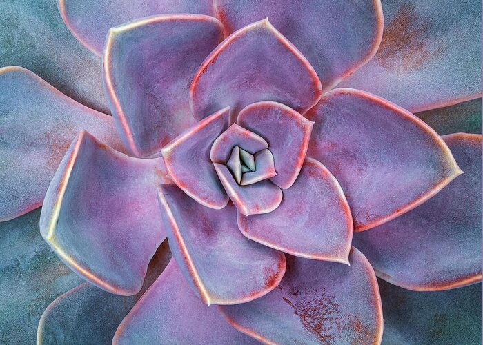 Very Peri Wall Art Greeting Card featuring the photograph Succulent Detail Botanical Wall Art PL10400 by Mark Graf