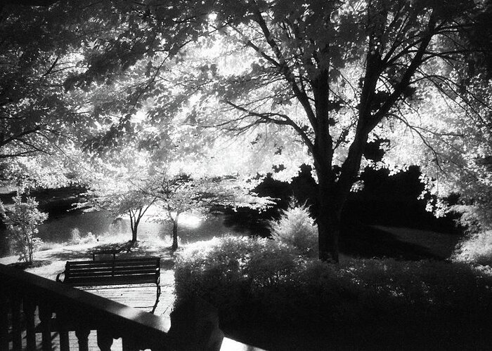 Infrared Black And White Greeting Card featuring the photograph Summer at Quiet Waters No.7 - Infrared Black and White Film Photograph by Steve Ember