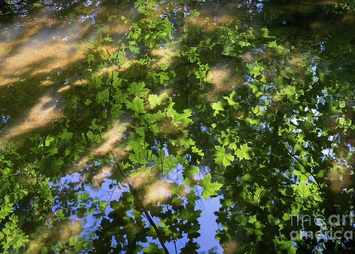 Reflection Greeting Card featuring the photograph Summer dream and reflection of maple leaves by Adriana Mueller