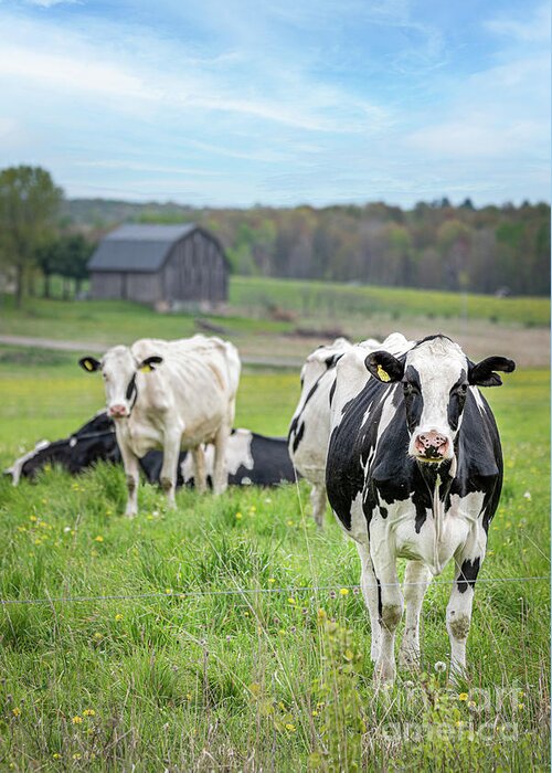 Cows Greeting Card featuring the photograph Summer Graze by Amfmgirl Photography
