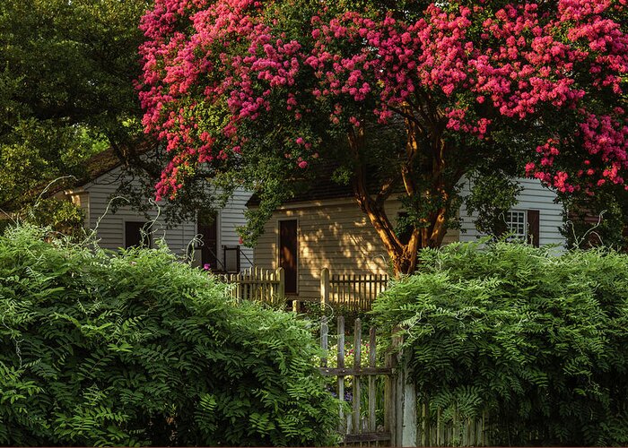 Colonial Williamsburg Greeting Card featuring the photograph Summer Sunset in a Garden by Rachel Morrison