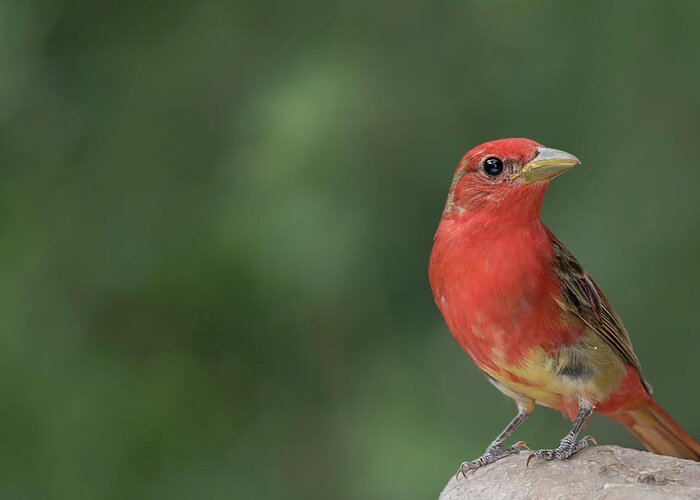 Summer Tanager Greeting Card featuring the photograph Summer tanager #3 by Puttaswamy Ravishankar