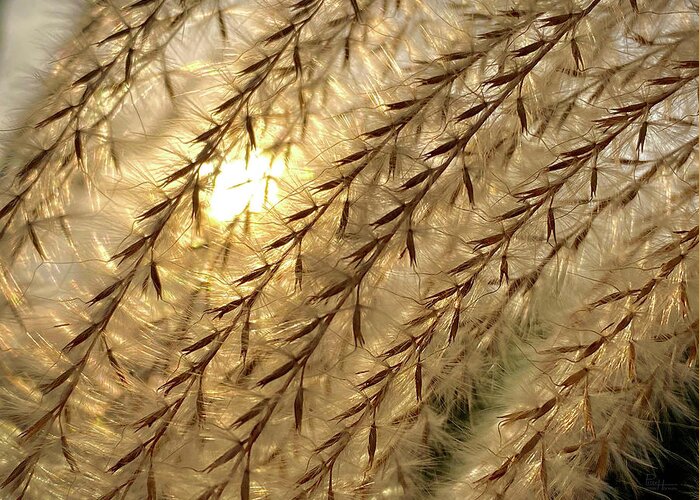 Pampas Greeting Card featuring the photograph Sun through the Seeds - Pampas Grass backlit by sun by Peter Herman