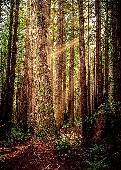 Illuminated Greeting Card featuring the photograph Sunbeaming through Forest by Mike Fusaro