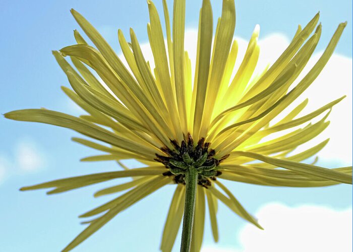 Chrysanthemum Greeting Card featuring the photograph Sunburst by Judy Vincent
