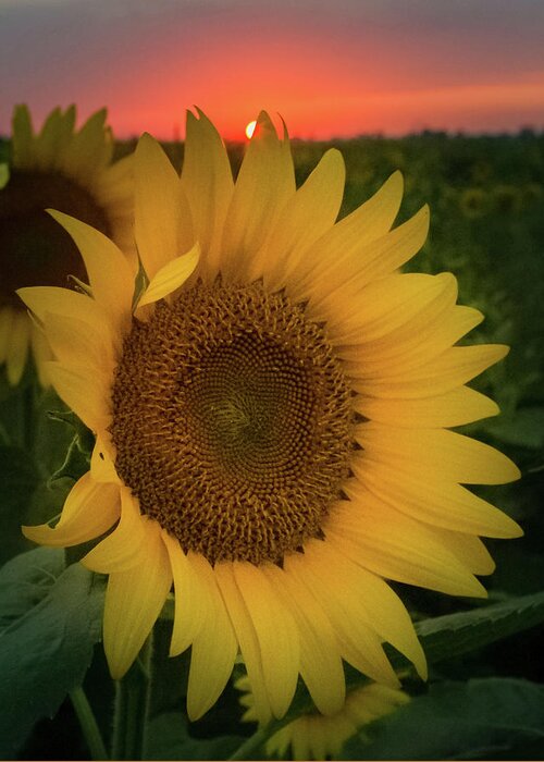 Sunburst Greeting Card featuring the photograph Sunburst Sunflower by Joe Kopp