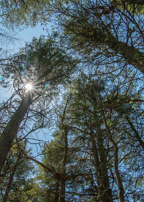 New Jersey Greeting Card featuring the photograph Sunburst Through the White Cedars by Kristia Adams