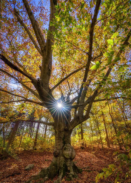 Arkansas Greeting Card featuring the photograph Sunburst Tree by David Dedman
