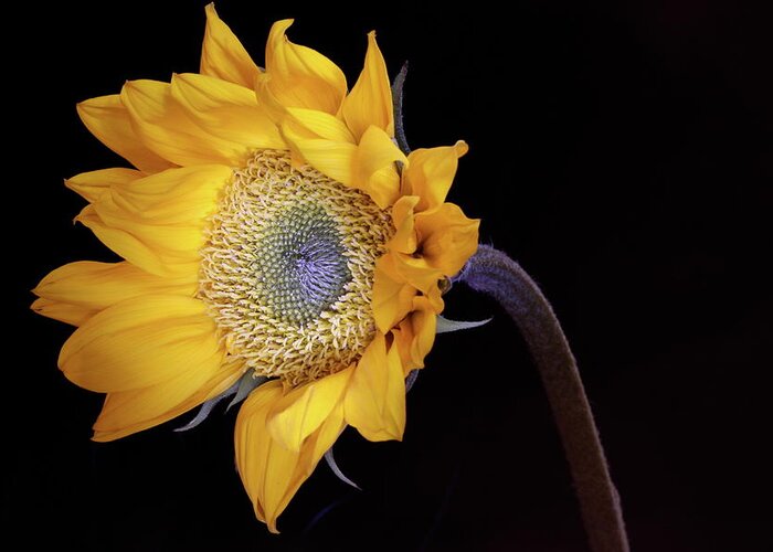 Macro Greeting Card featuring the photograph Sunflower 031708 by Julie Powell