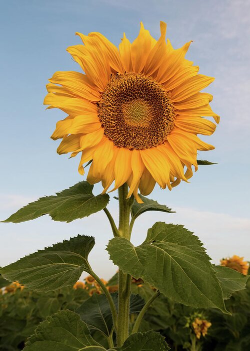 Sunflower Greeting Card featuring the photograph Sunflower at sunrise by Stephen Holst