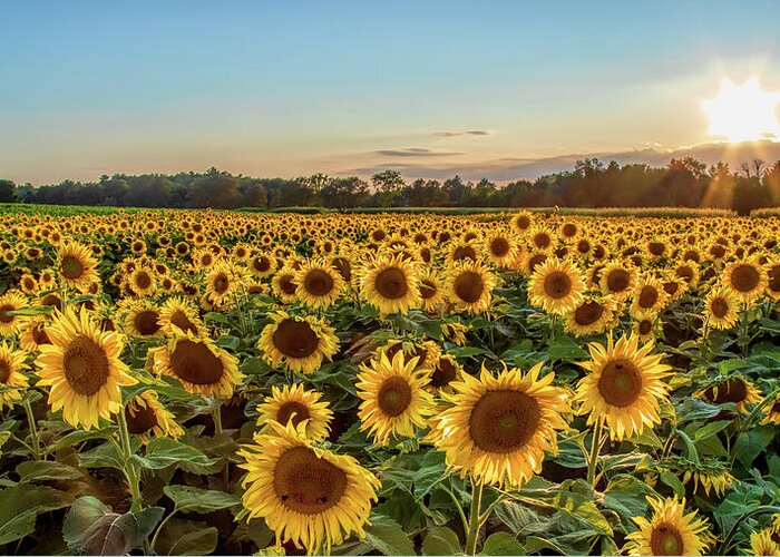 Sunflower Greeting Card featuring the photograph Sunflower City by Rod Best