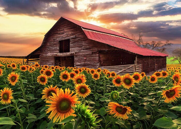 Barns Greeting Card featuring the photograph Sunflower Farm at Dawn by Debra and Dave Vanderlaan