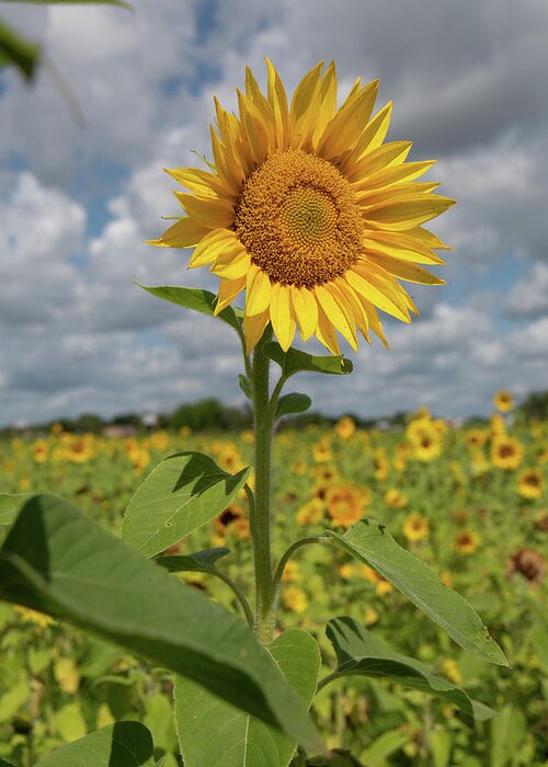 Sunflower Greeting Card featuring the photograph Sunflower in Field by Carolyn Hutchins
