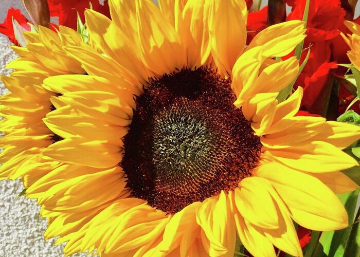 Sunflower Greeting Card featuring the photograph Sunflower by Lana Sylber