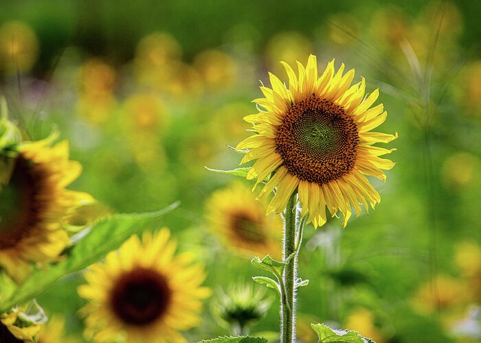 Sunflower Greeting Card featuring the photograph Sunflower by Randy Bayne