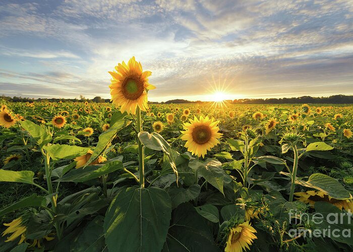 Isanti Greeting Card featuring the photograph Sunflower Sunset by Ernesto Ruiz