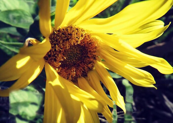 Arizona Greeting Card featuring the photograph Sunflower Surprise by Judy Kennedy