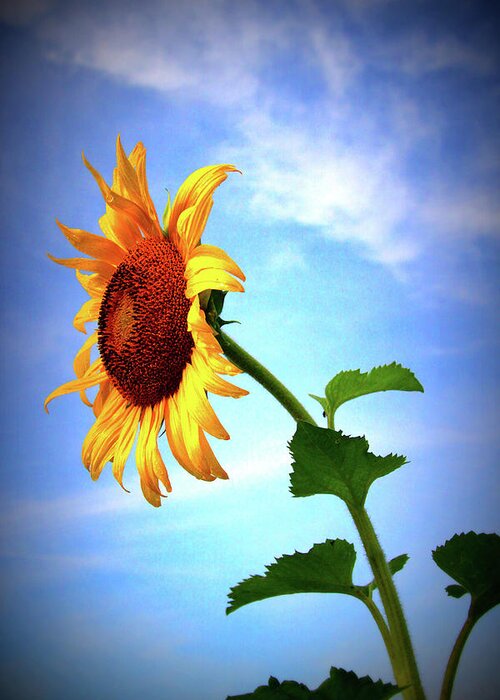 Sun Greeting Card featuring the photograph Sunflower2136 by Carolyn Stagger Cokley
