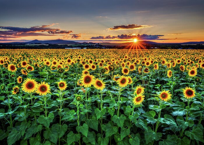 Sunflowers Greeting Card featuring the photograph Sunflowers a6676 by Greg Hartford