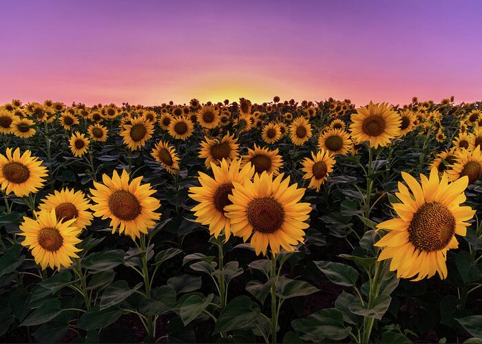 Sunflowers Greeting Card featuring the photograph Sunflowers by Alexios Ntounas