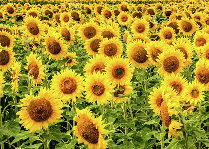 Sunflowers Greeting Card featuring the photograph Sunflowers As Far As The Eye Can See by Marcy Wielfaert