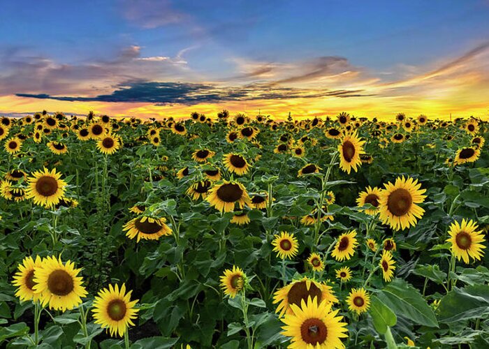 Sunflowers Greeting Card featuring the photograph Sunflowers at Sunset -Panorama by Harold Rau