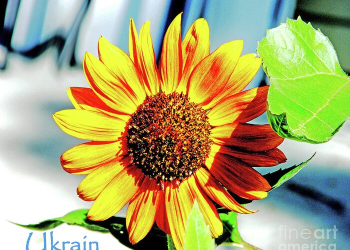 Sunflower Greeting Card featuring the photograph Sunflowers for Ukrain Day 8 by Lizi Beard-Ward