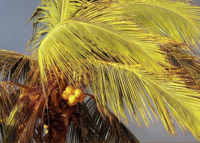 Zihuatanejo Greeting Card featuring the photograph Sunlit Coconuts by Rosanne Licciardi