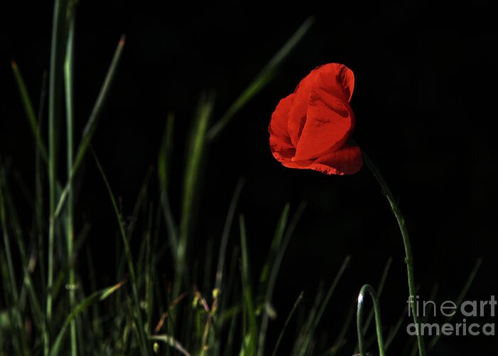 Nature Greeting Card featuring the photograph Sunlit Poppy by Stephen Melia